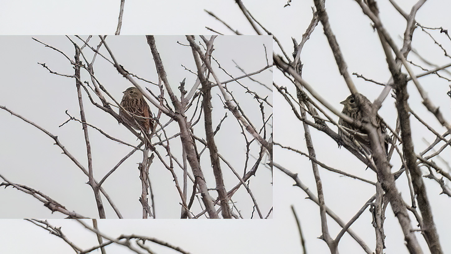 Pine Bunting